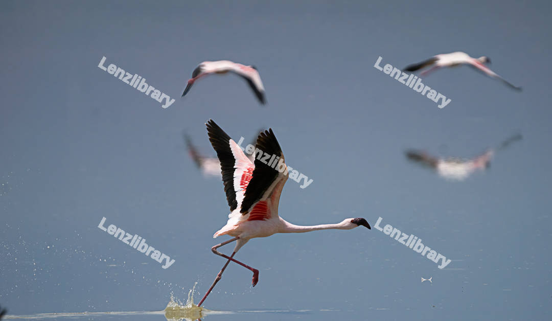 Lesser flamingo